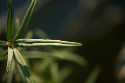 Euonymus nanus 'Turkestanicus' - brslen nízký - list